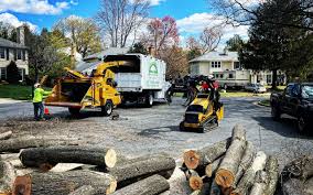 Best Tree Trimming and Pruning  in Hico, TX