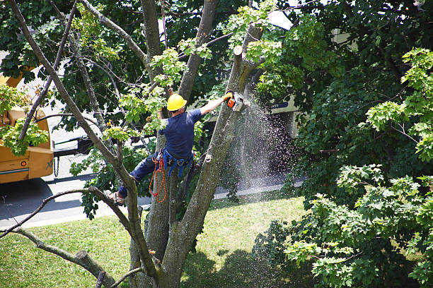 Best Leaf Removal  in Hico, TX